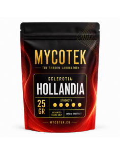 Magische Trüffel Psilocybe Hollandia – Mycotek 2