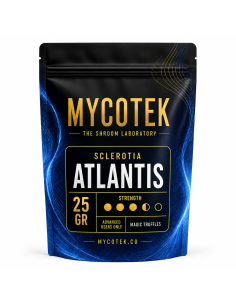 Magische Trüffel Psilocybe Atlantis – Mycotek 2