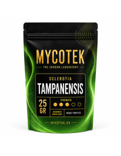 Magische Trüffel Psilocybe Tampanensis – Mycotek 2