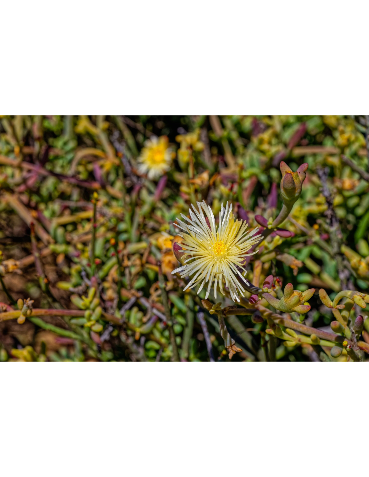Kanna-Pulver (Sceletium tortuosum) – fein gemahlen, Thailand – Foto einer blühenden Pflanze