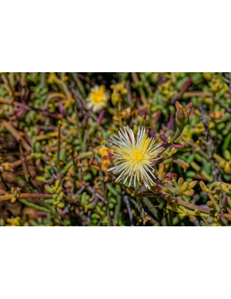 Kanna-Pulver (Sceletium tortuosum) – fein gemahlen, Thailand – Foto einer blühenden Pflanze