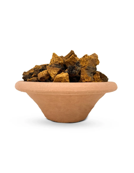 Chaga (Inonotus obliquus) – ganze Stücke, Wildsammlung aus Finnland – Stücke in einer Schale