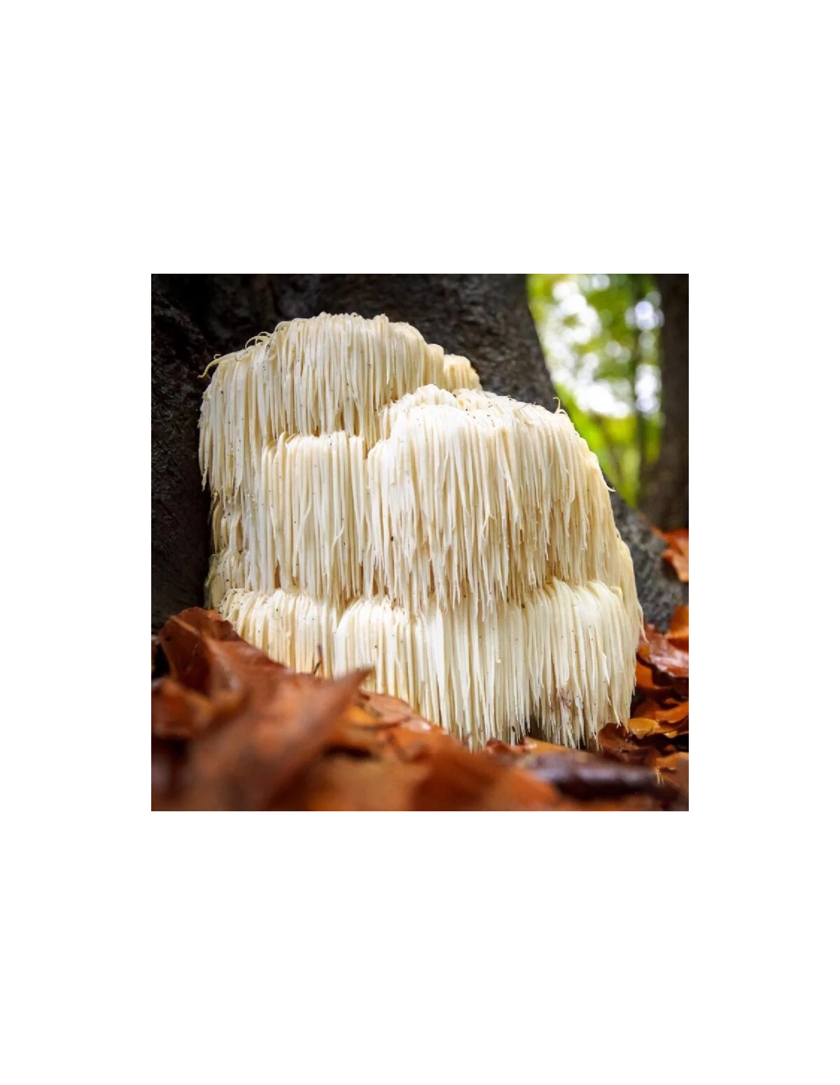Igel-Stachelbart-Extrakt (Hericium erinaceus), 30 ml – Maya – Igel-Stachelbart an einem Baumstamm