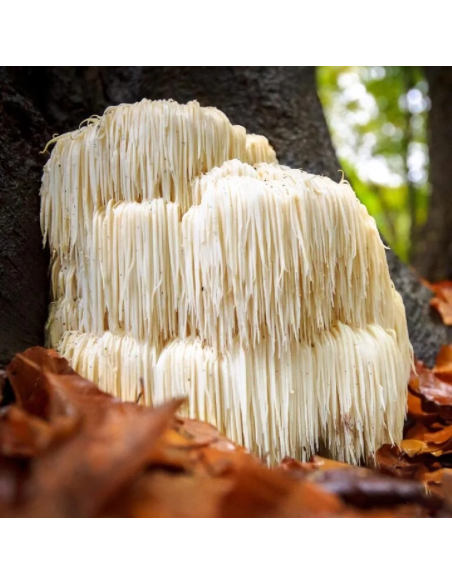 Igel-Stachelbart-Extrakt (Hericium erinaceus), 30 ml – Maya – Igel-Stachelbart an einem Baumstamm
