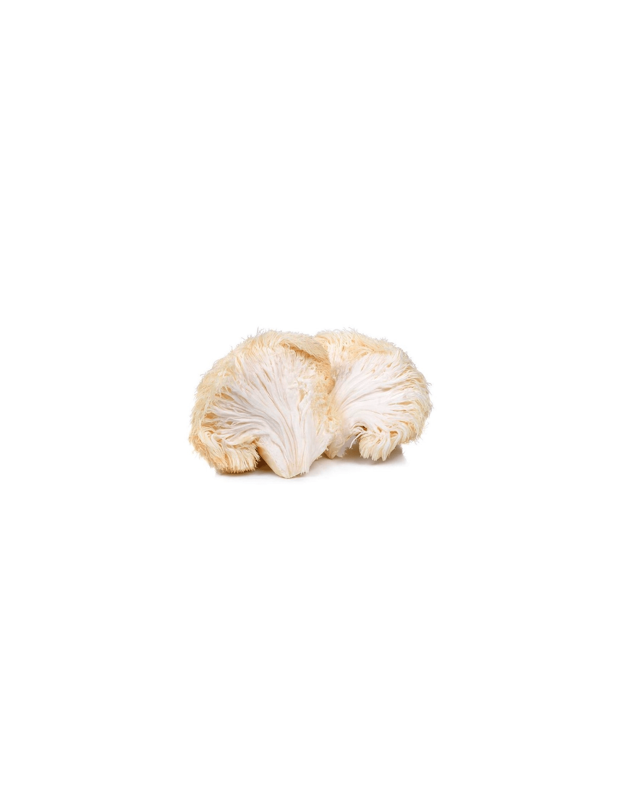 Igel-Stachelbart-Extrakt (Hericium erinaceus), 30 ml – Maya – weißer Fruchtkörper des Igel-Stachelbarts
