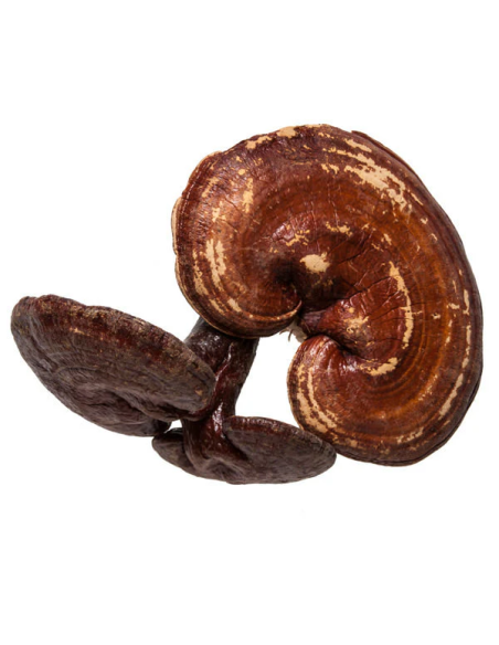 Reishi-Pulver (Ganoderma lucidum) – Ling Zhi aus China, 100 g – getrockneter Fruchtkörper