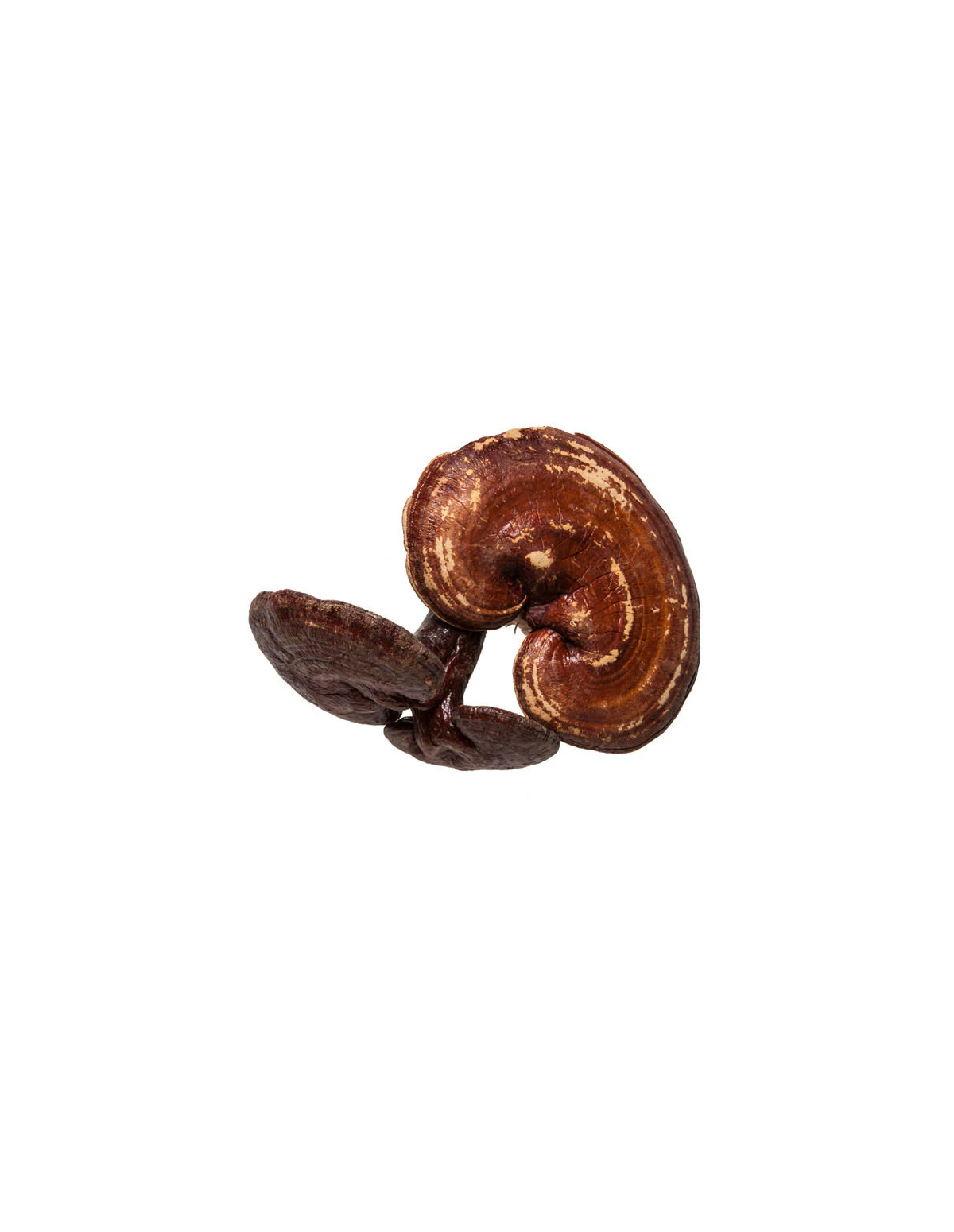 Reishi-Extrakt (Ganoderma lucidum), 30 ml – Maya – getrocknete Reishi-Fruchtkörper
