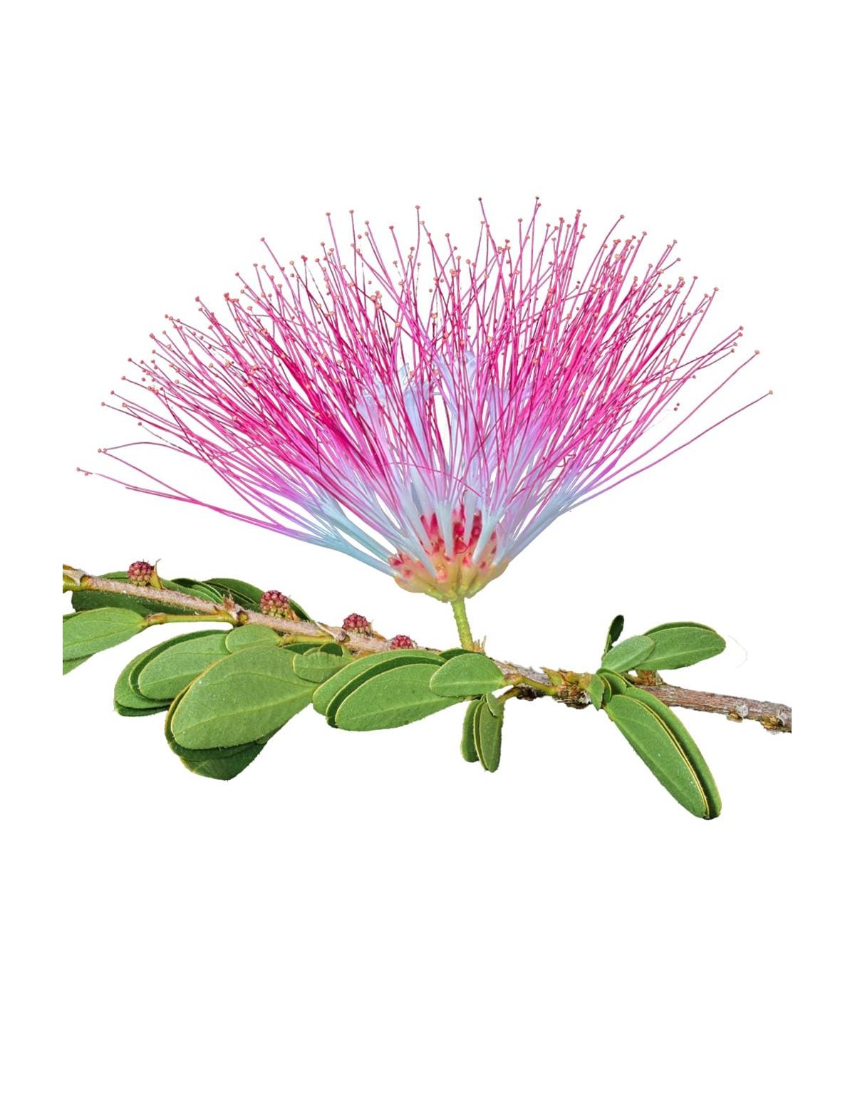 Bobinsana-Tinktur (Calliandra angustifolia) – 10 ml – rosafarbener Blütenkopf mit Blättern