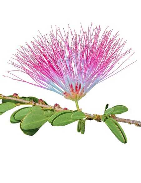 Bobinsana-Tinktur (Calliandra angustifolia) – 10 ml – rosafarbener Blütenkopf mit Blättern
