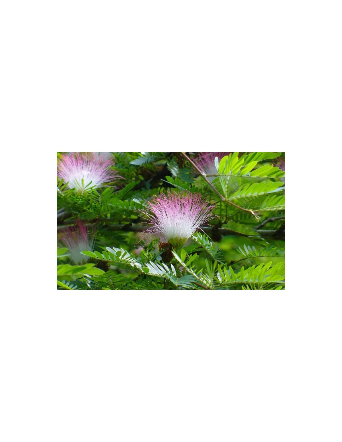 Bobinsana-Tinktur (Calliandra angustifolia) – 10 ml – blühende Zweige mit rosa Blüten
