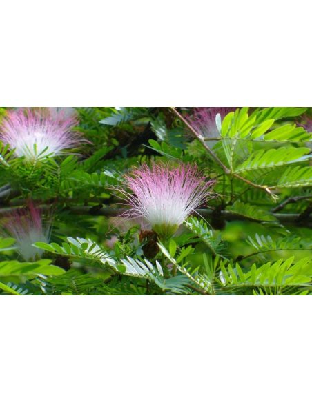 Bobinsana-Tinktur (Calliandra angustifolia) – 10 ml – blühende Zweige mit rosa Blüten