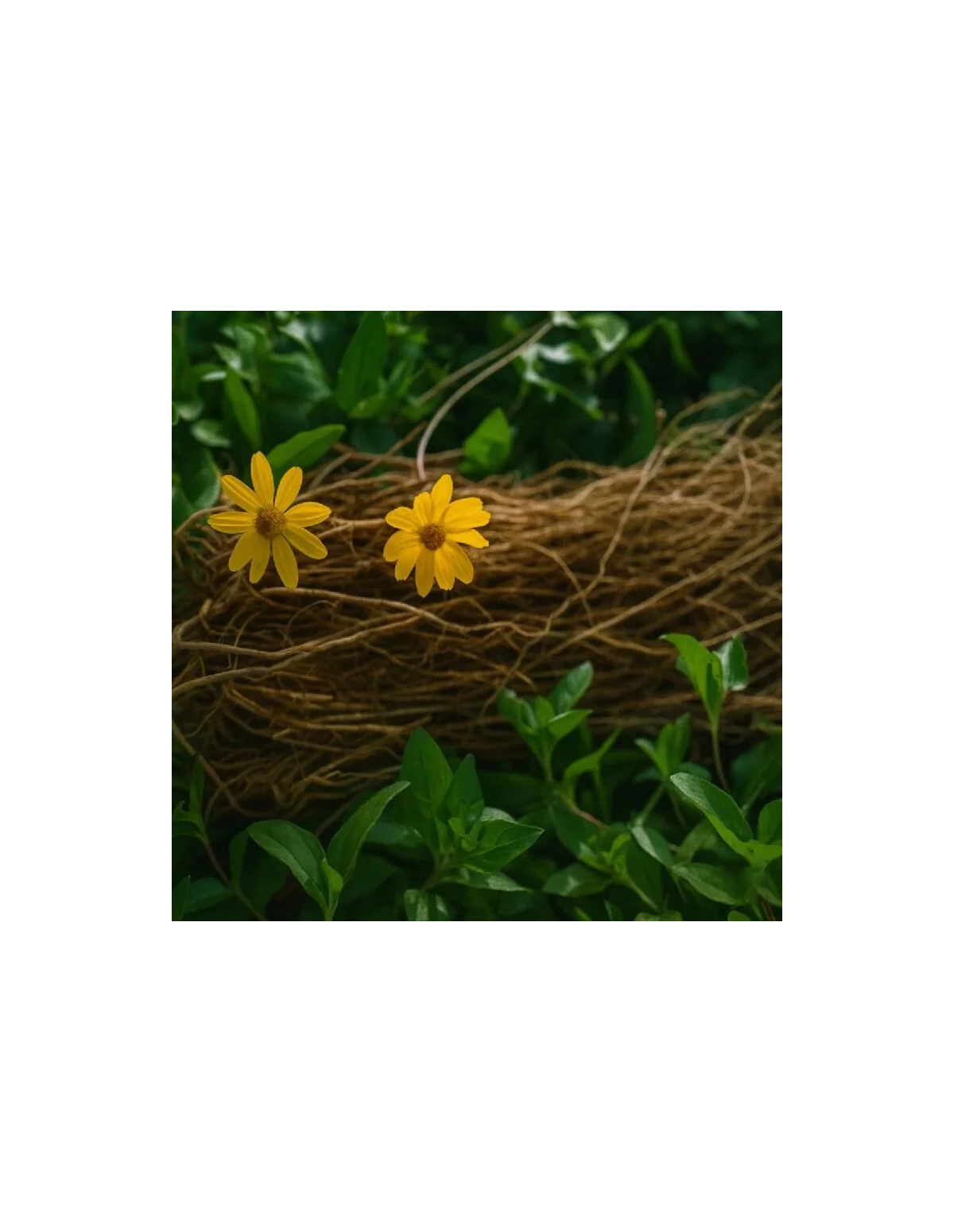 Chilcuague-Extrakt (Heliopsis longipes), Konzentrat-Spray, 30 ml – Illustration mit Blüten und Wurzeln