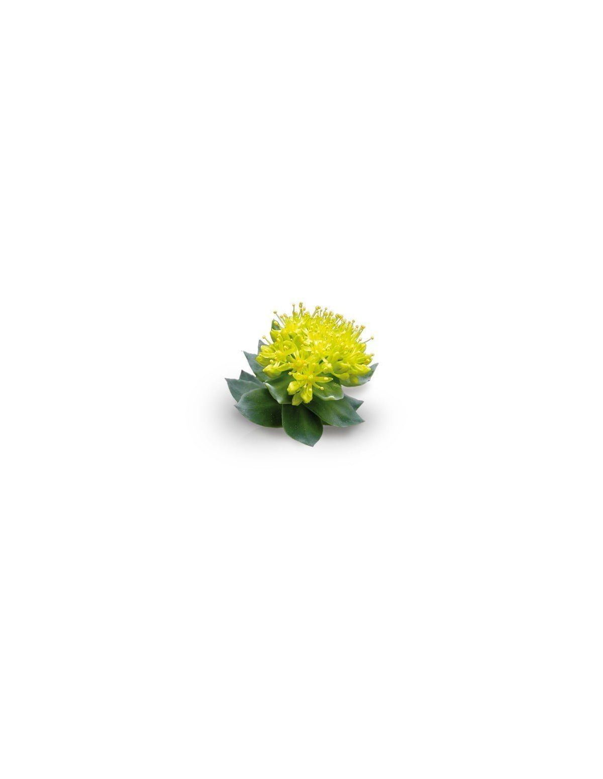 Rhodiola-Extrakt (Rhodiola rosea) – 10 ml – blühende Pflanze mit gelbem Blütenstand