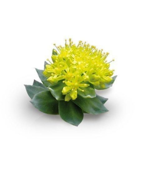 Rhodiola-Extrakt (Rhodiola rosea) – 10 ml – blühende Pflanze mit gelbem Blütenstand
