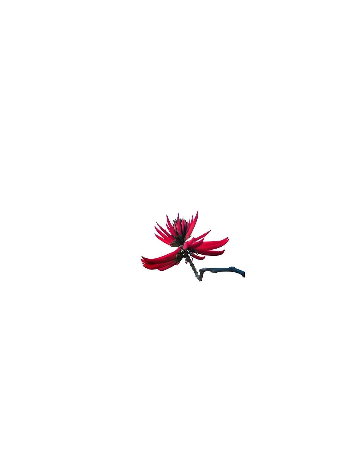 Mulungu-Tinktur 1:1 (Erythrina mulungu) – 30 ml – Illustration: rote Blütentraube an einem Zweig