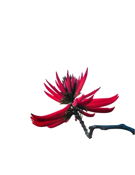 Mulungu-Tinktur 1:1 (Erythrina mulungu) – 30 ml – Illustration: rote Blütentraube an einem Zweig