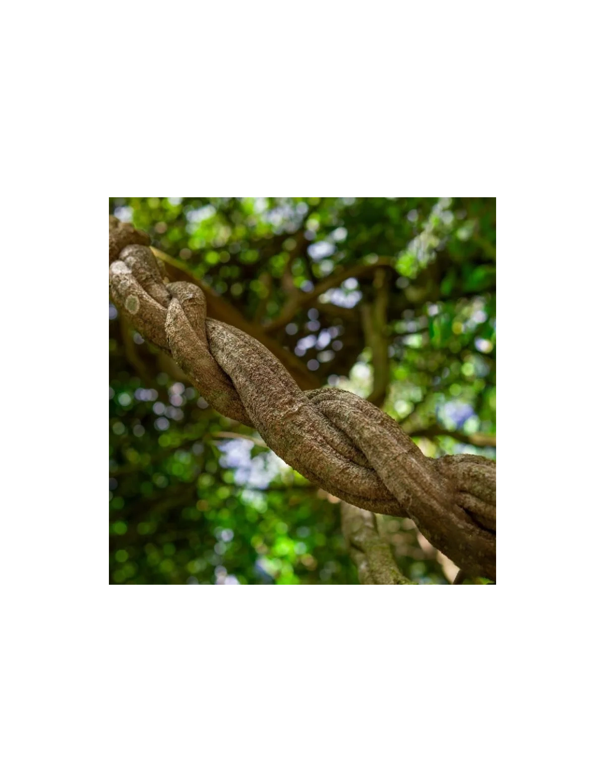 Rote Ayahuasca (Banisteriopsis muricata) – geschreddert, Ecuador – allgemeine Aufnahme einer gedrehten Liane