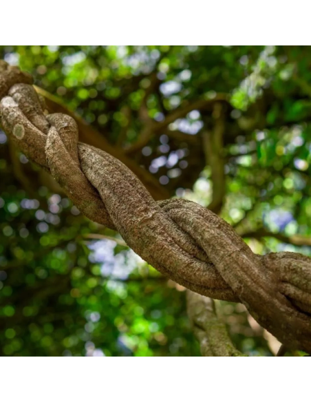 Rote Ayahuasca (Banisteriopsis muricata) – geschreddert, Ecuador – allgemeine Aufnahme einer gedrehten Liane