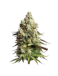 Gorilla Glue Auto Samen – Just Seeds
