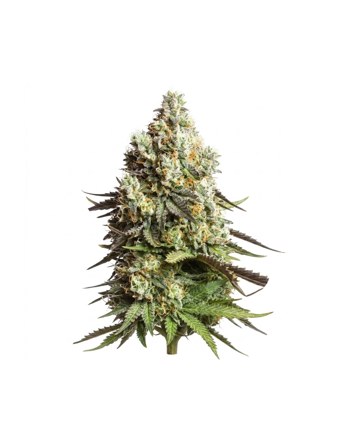 Gorilla Glue Auto Samen – Just Seeds – ganze Pflanze