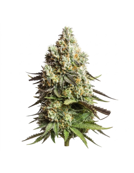 Gorilla Glue Auto Samen – Just Seeds – ganze Pflanze