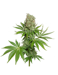 White Widow Auto Samen – Just Seeds
