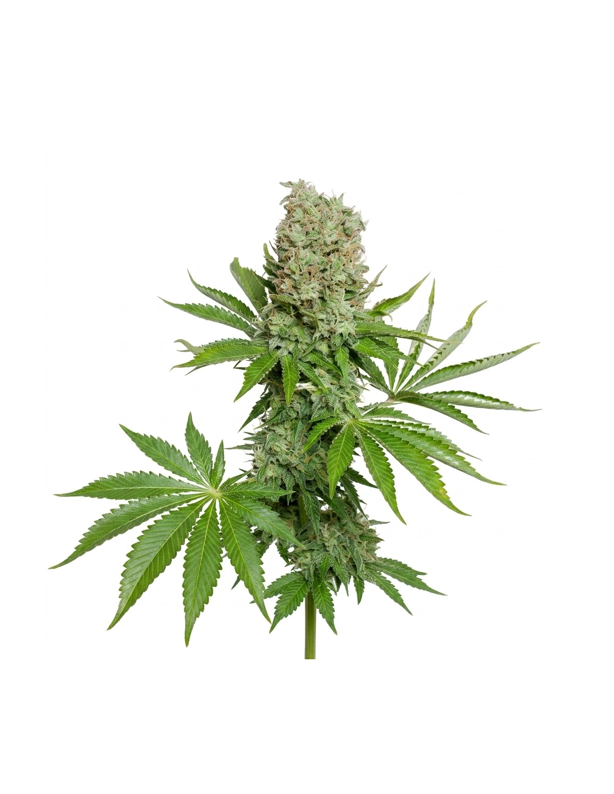 White Widow Auto Samen – Just Seeds – ganze Pflanze