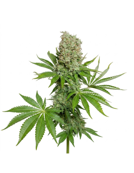 White Widow Auto Samen – Just Seeds – ganze Pflanze