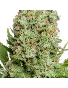 White Widow Auto Samen – Just Seeds 2