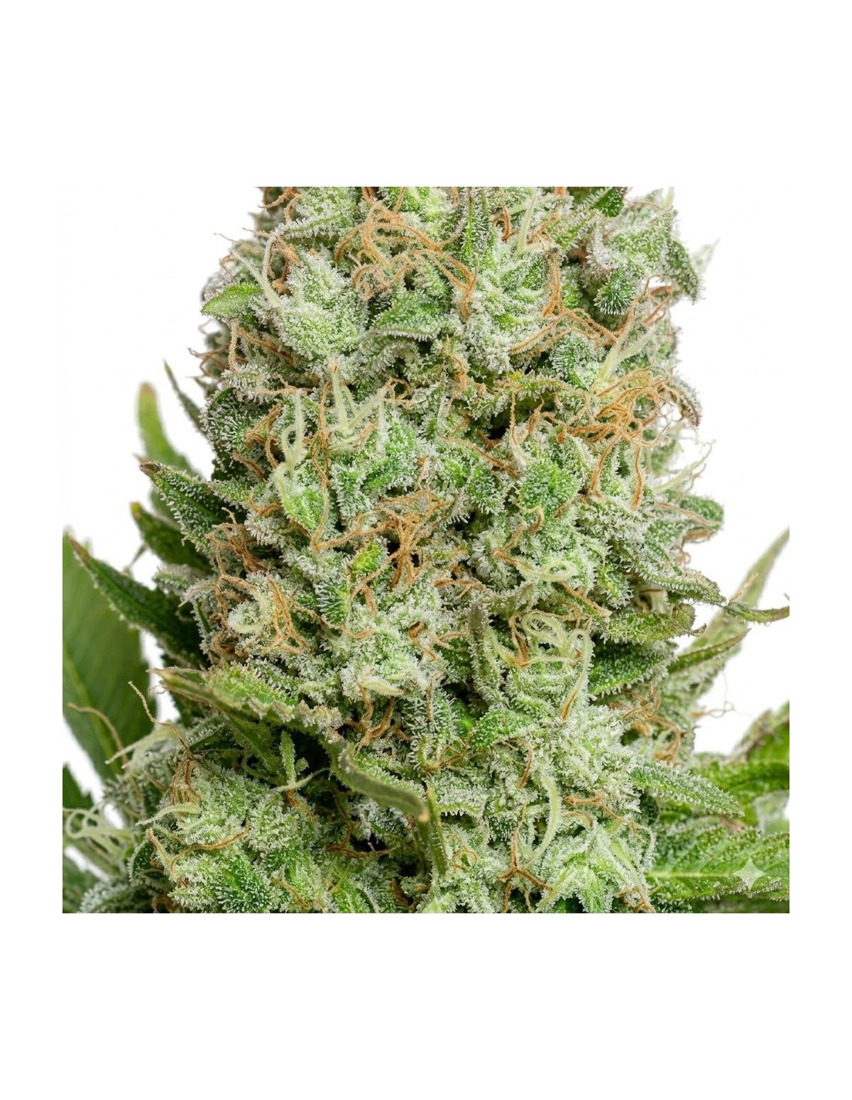 White Widow Auto Samen – Just Seeds – Nahaufnahme einer Blüte