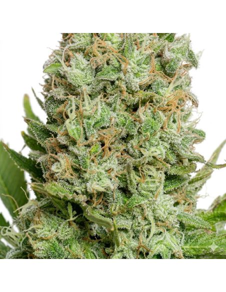 White Widow Auto Samen – Just Seeds – Nahaufnahme einer Blüte