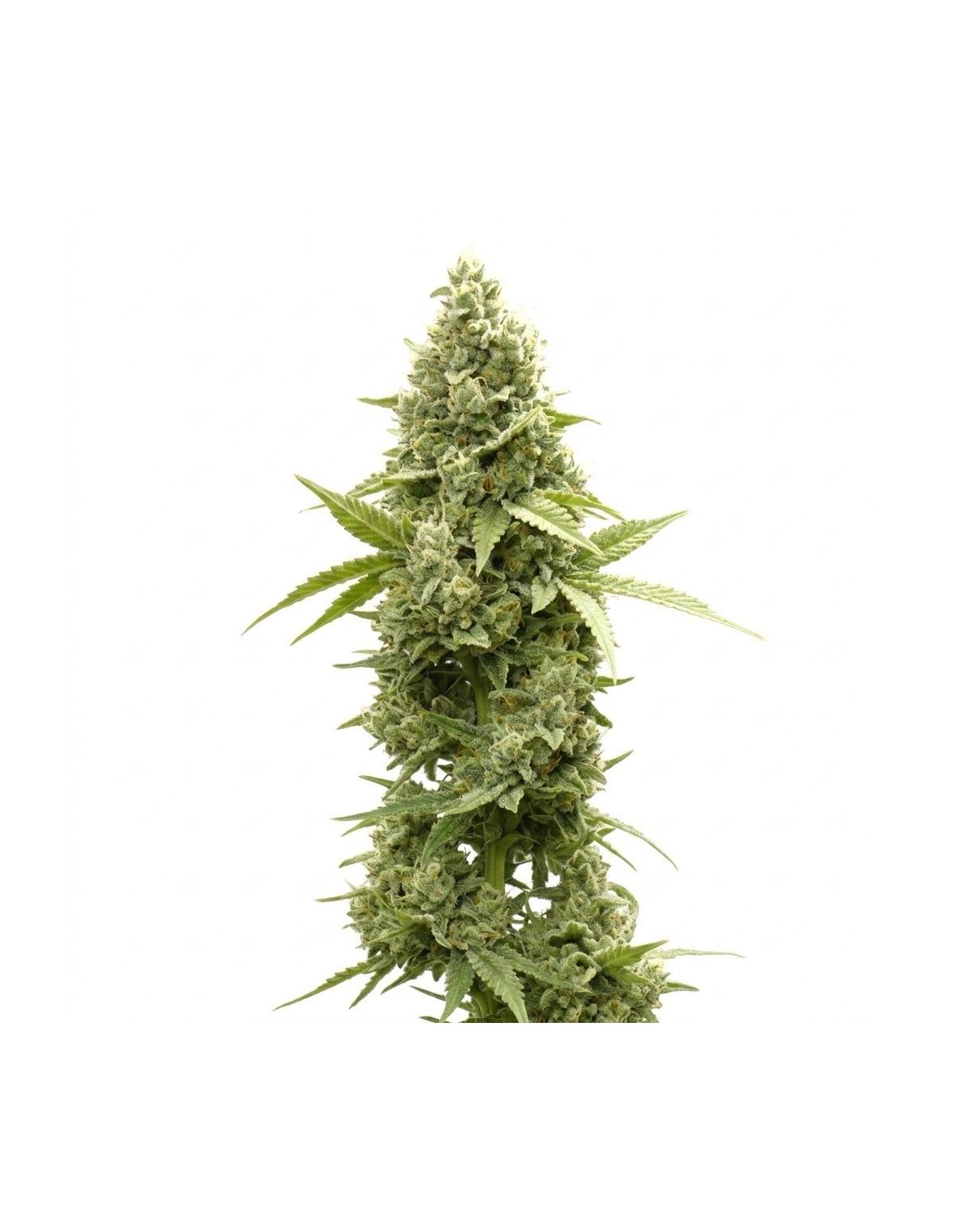 Jack Herer Auto Samen – Just Seeds – Illustrationsfoto einer blühenden Cannabispflanze