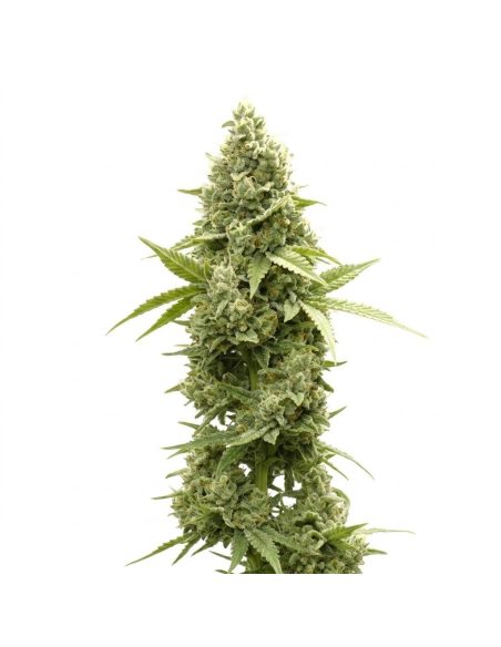 Jack Herer Auto Samen – Just Seeds – Illustrationsfoto einer blühenden Cannabispflanze