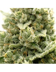 Jack Herer Auto Samen – Just Seeds 2