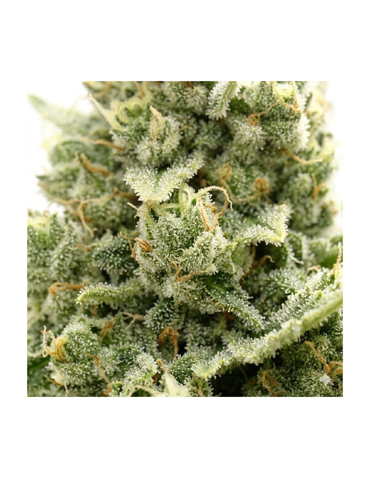 Jack Herer Auto Samen – Just Seeds – Illustrationsfoto, Blüte in Nahaufnahme
