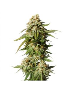 Bubblegum Auto Samen – Just Seeds