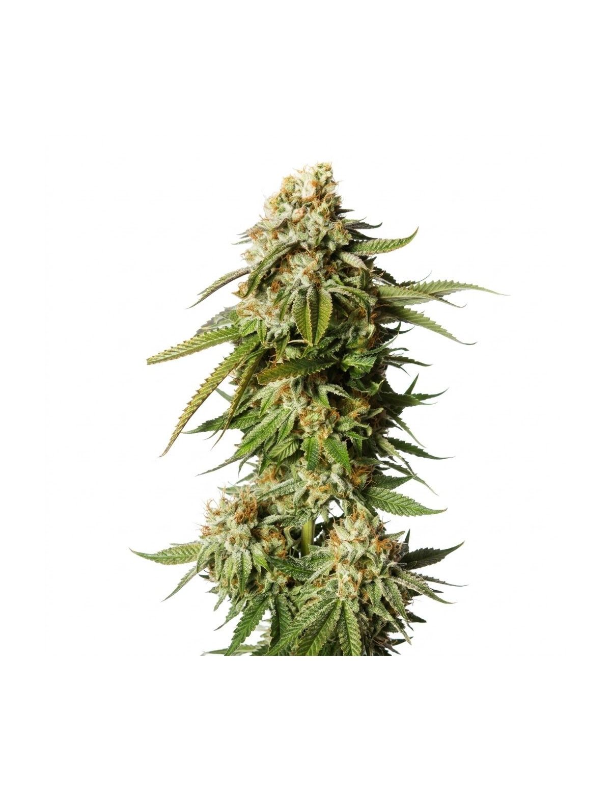 Bubblegum Auto Samen – Just Seeds – Illustrationsfoto einer blühenden Cannabispflanze