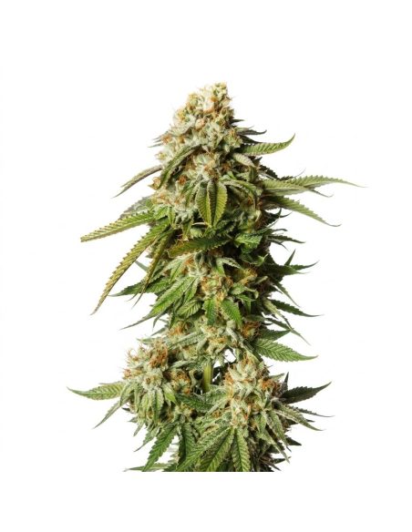 Bubblegum Auto Samen – Just Seeds – Illustrationsfoto einer blühenden Cannabispflanze
