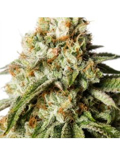 Bubblegum Auto Samen – Just Seeds 2