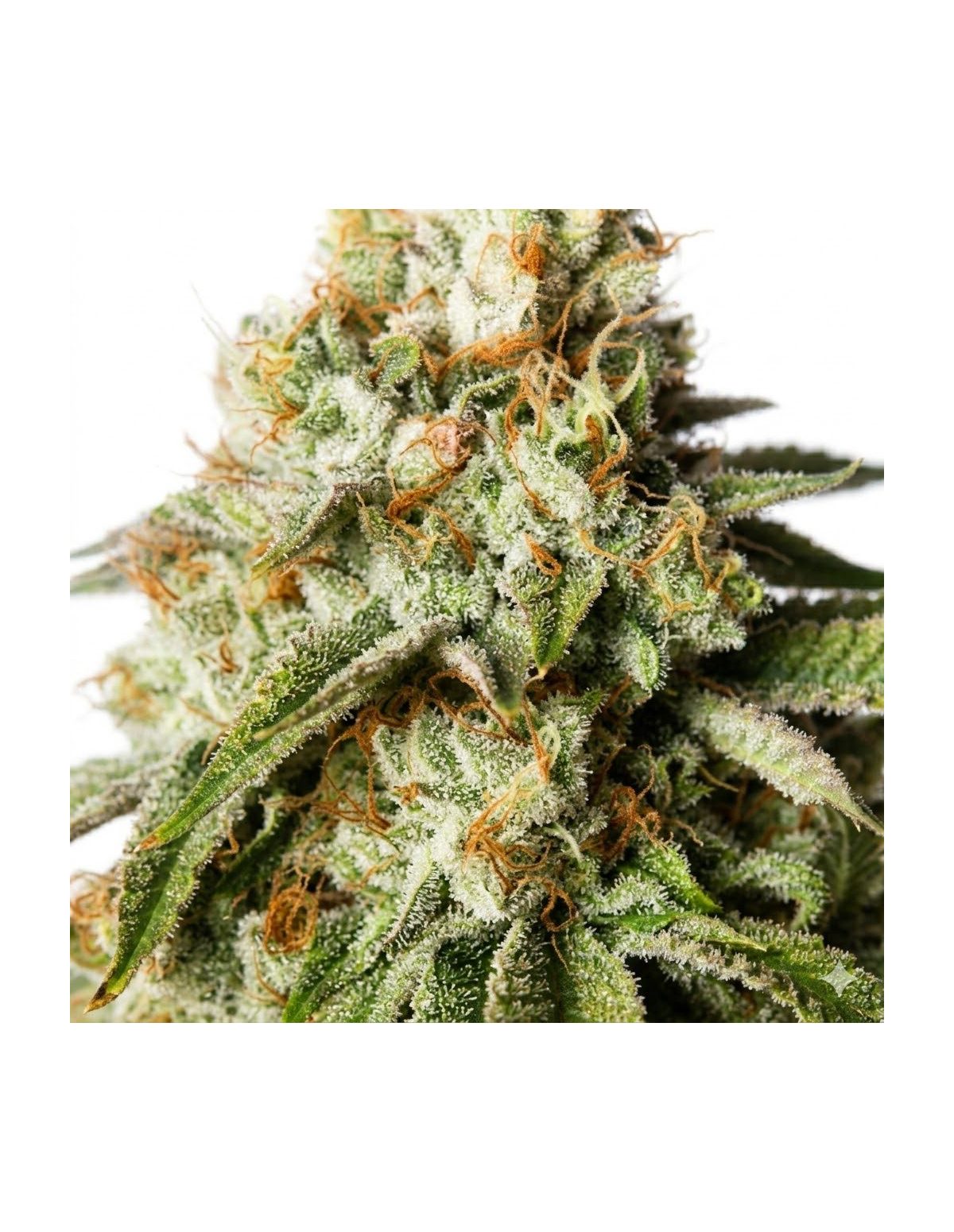 Bubblegum Auto Samen – Just Seeds – Illustrationsfoto, Blüte in Nahaufnahme