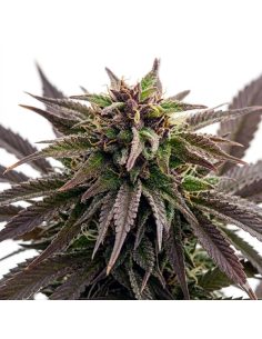 Purple Kush Auto Samen – Just Seeds 2