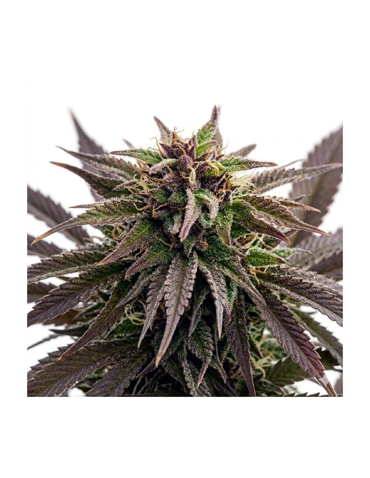 Purple Kush Auto Samen – Just Seeds – violetter Blütenstand, Nahaufnahme