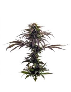 Purple Kush Auto Samen – Just Seeds