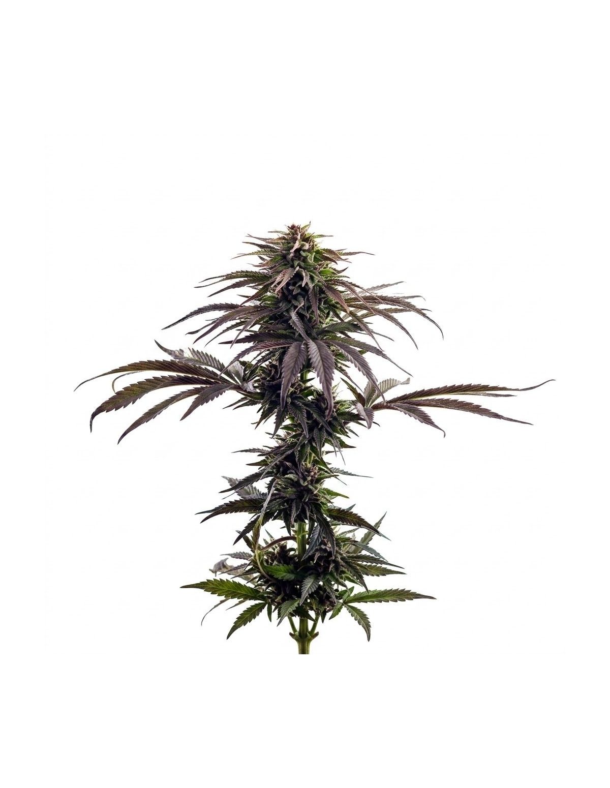 Purple Kush Auto Samen – Just Seeds – Pflanze mit dunkelvioletten Blättern, Gesamtansicht