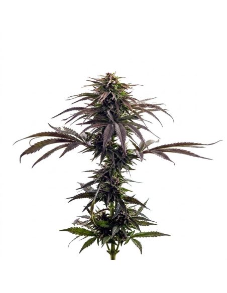 Purple Kush Auto Samen – Just Seeds – Pflanze mit dunkelvioletten Blättern, Gesamtansicht