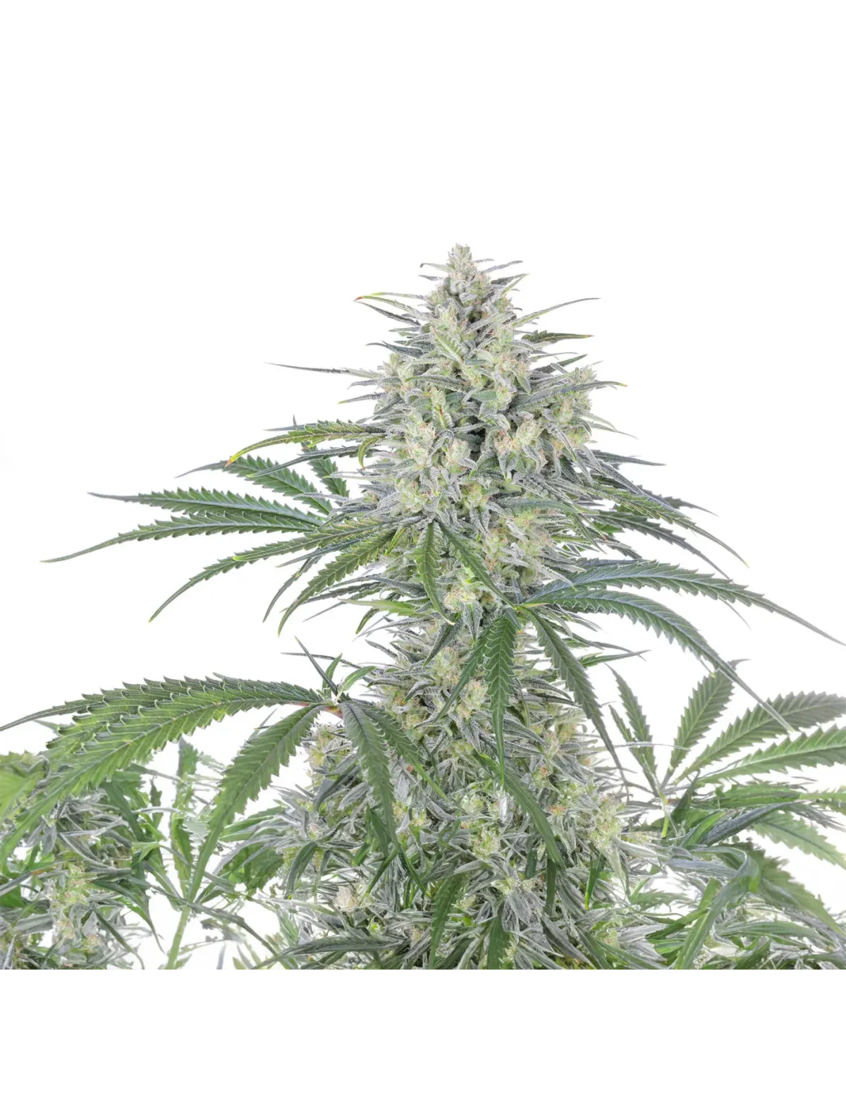Bruce Banner Auto Samen – Just Seeds – Pflanzenspitze mit seitlichen Blättern