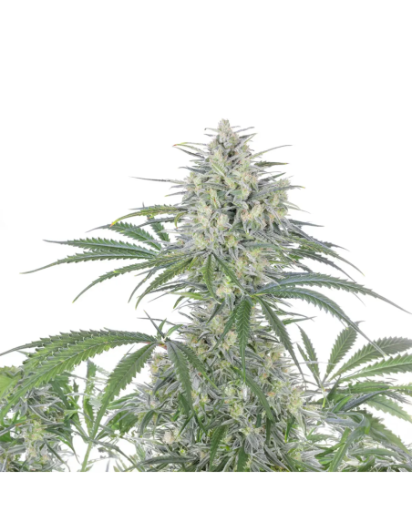 Bruce Banner Auto Samen – Just Seeds – Pflanzenspitze mit seitlichen Blättern