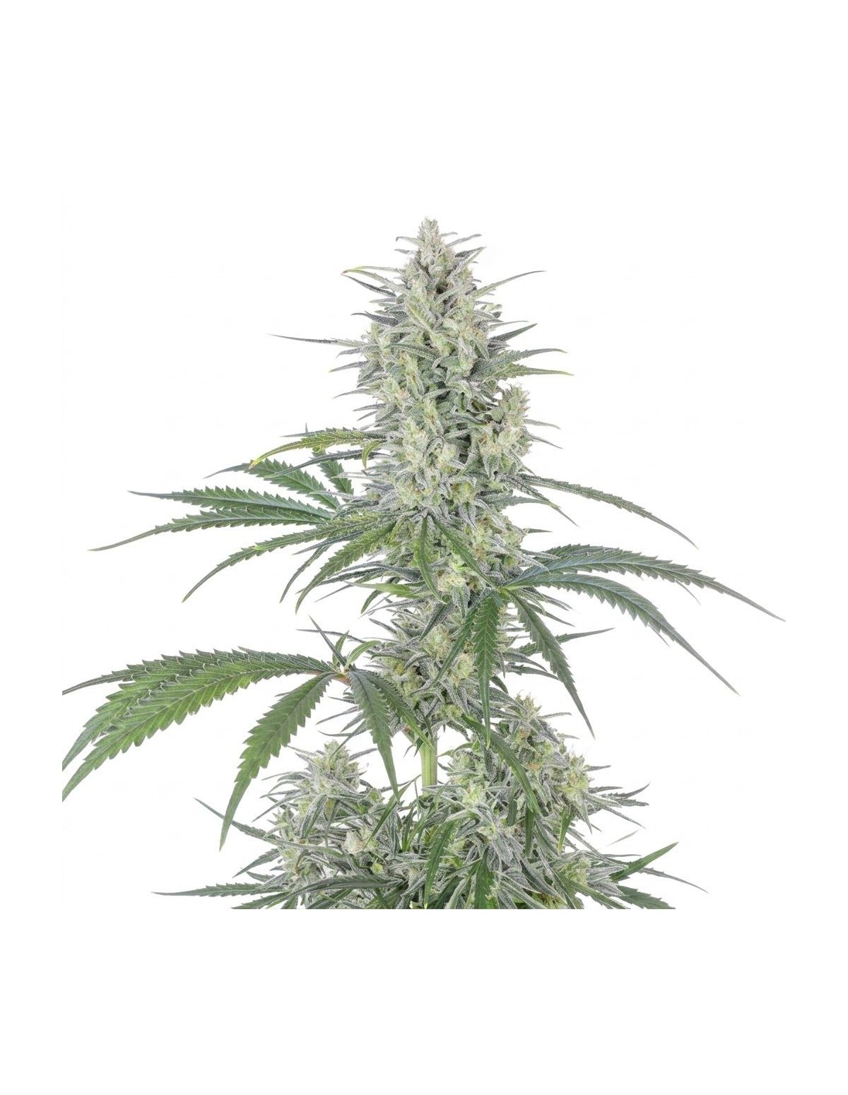 Bruce Banner Auto Samen – Just Seeds – oberer Teil der Pflanze