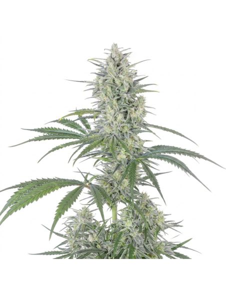 Bruce Banner Auto Samen – Just Seeds – oberer Teil der Pflanze