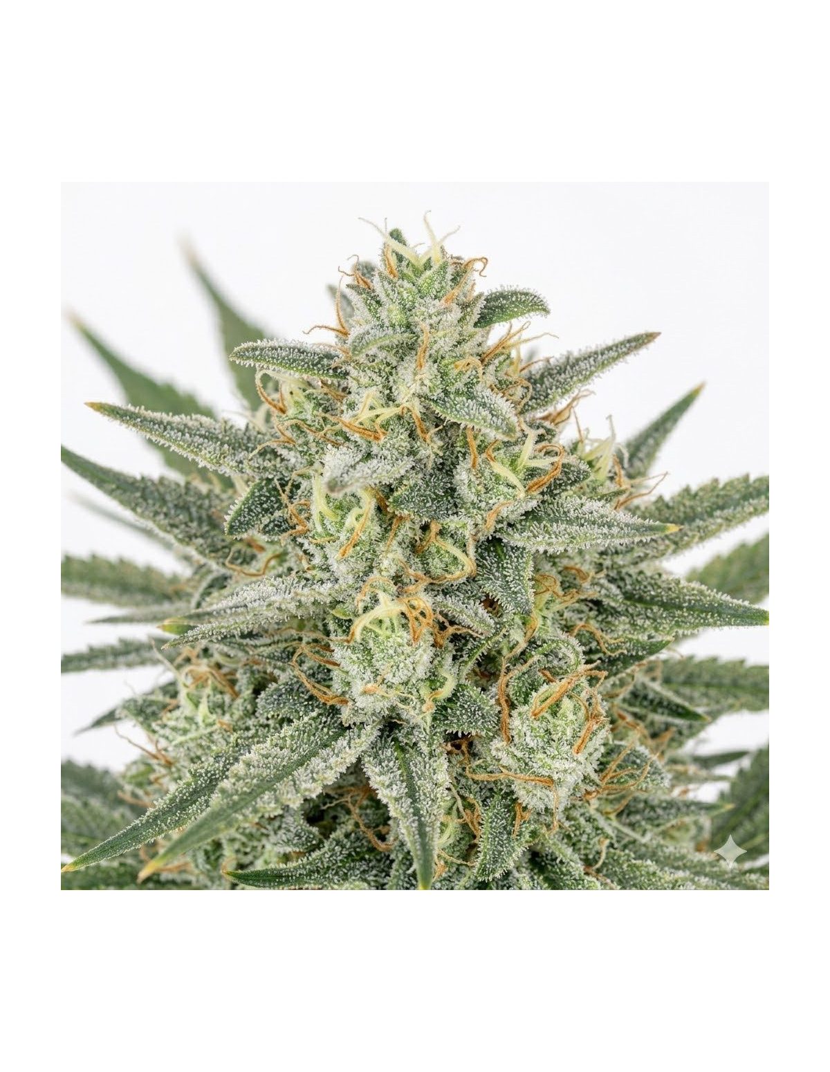Bruce Banner Auto Samen – Just Seeds – Blütenstand, Nahaufnahme